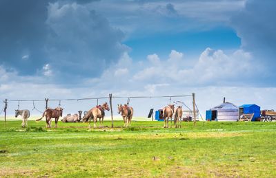 Travel idea: Mongolia Explorer: 6-Day Journey Through History & Nomadic Culture