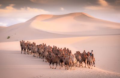Travel idea: Grand Gobi Tour (without flight)